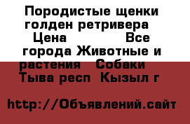 Породистые щенки голден ретривера › Цена ­ 25 000 - Все города Животные и растения » Собаки   . Тыва респ.,Кызыл г.